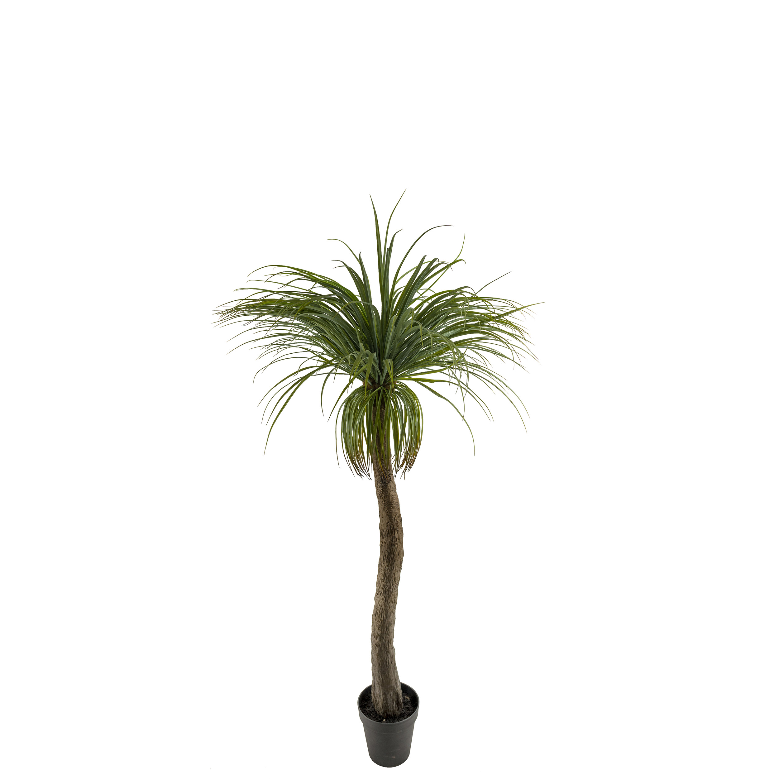 Konstväxt Mr Plant Flasklilja