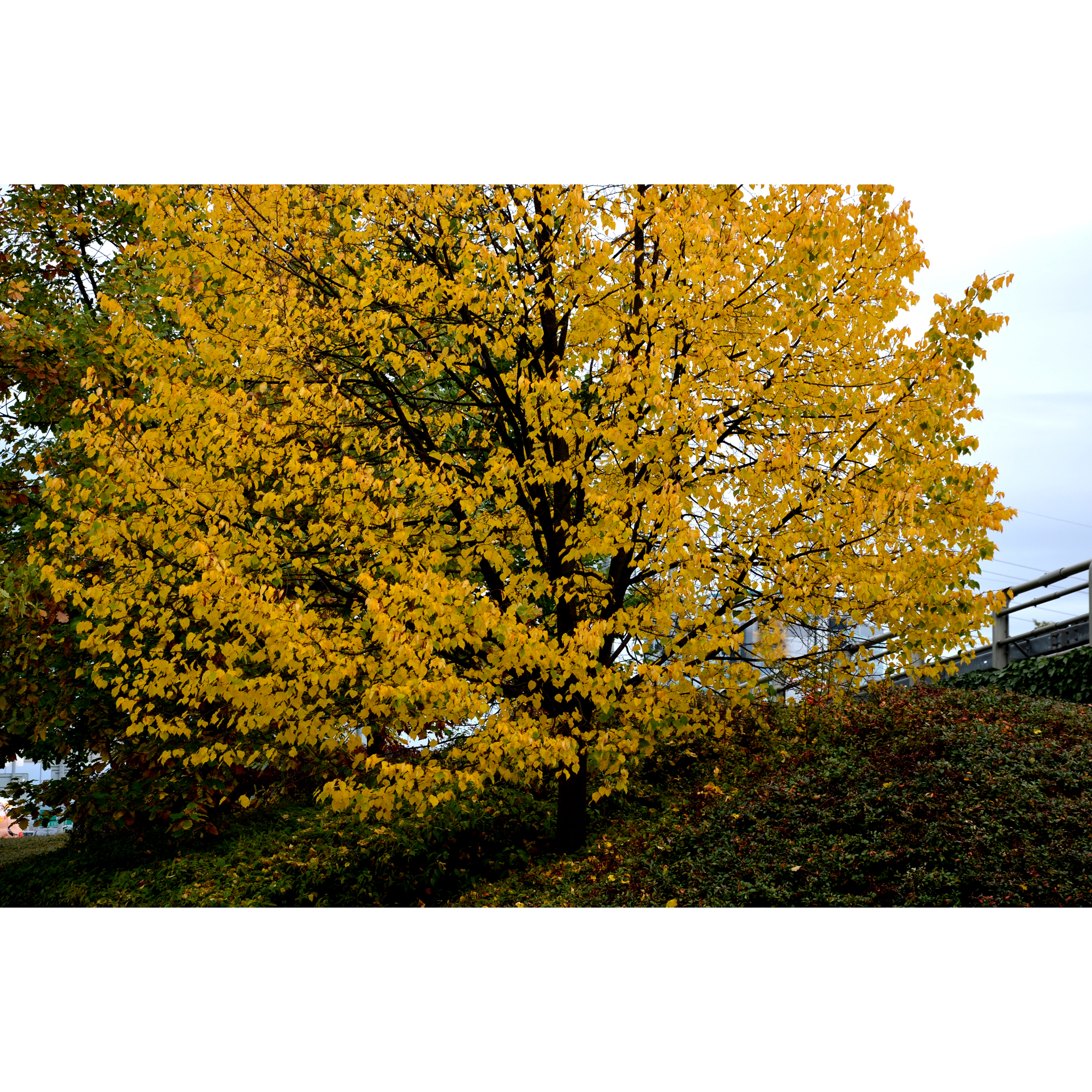 Högstamsträd Omnia Garden Skogslind Alléträd med Gröna Löv & Gulvit Blomning, 300-400 cm