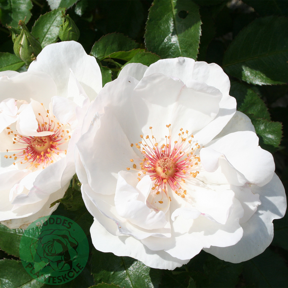 Storblommig Buskros Omnia Garden Jacqueline du Pré