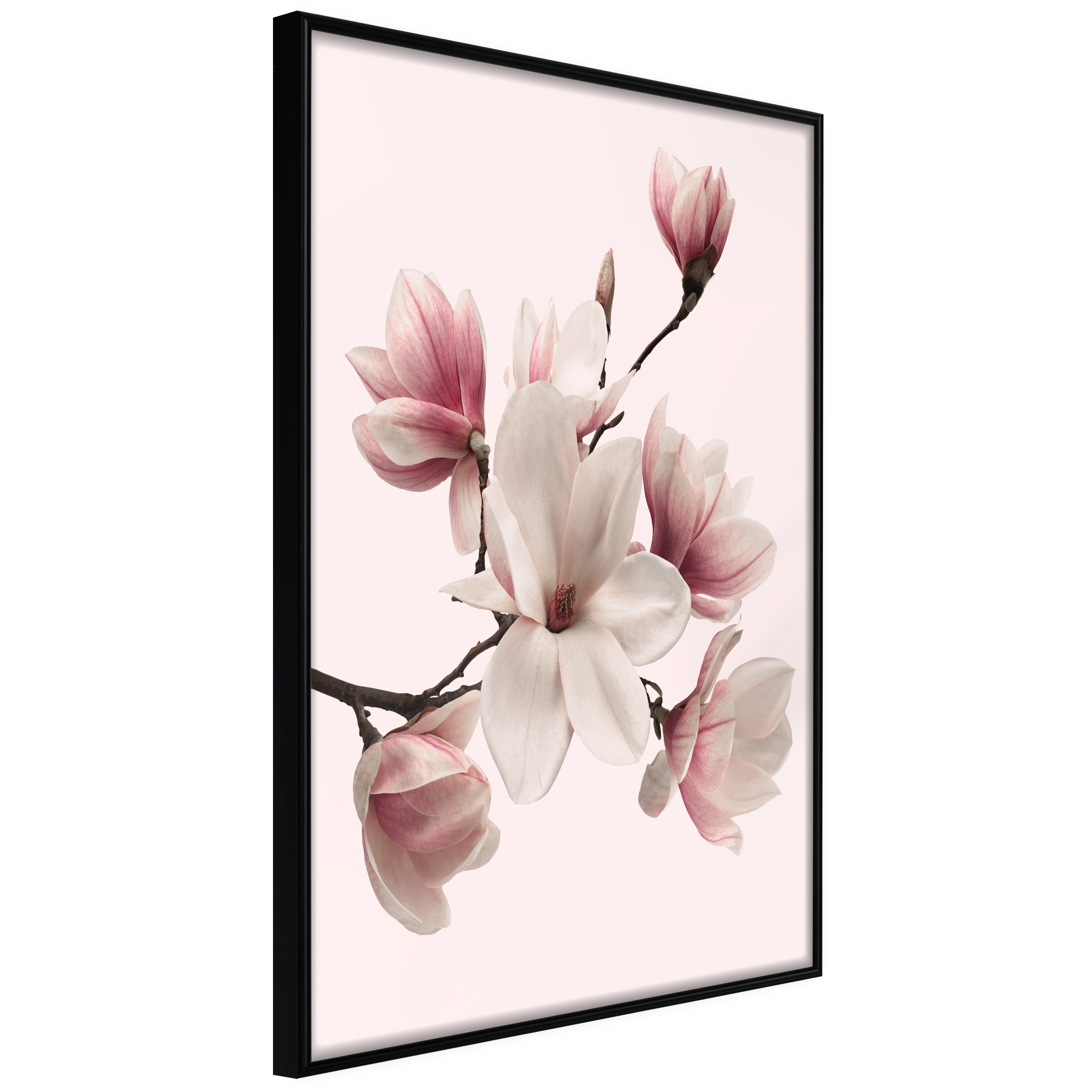 Affisch - Delicate Magnolias [Poster] 40x60 Svart ram, 40x60 cm