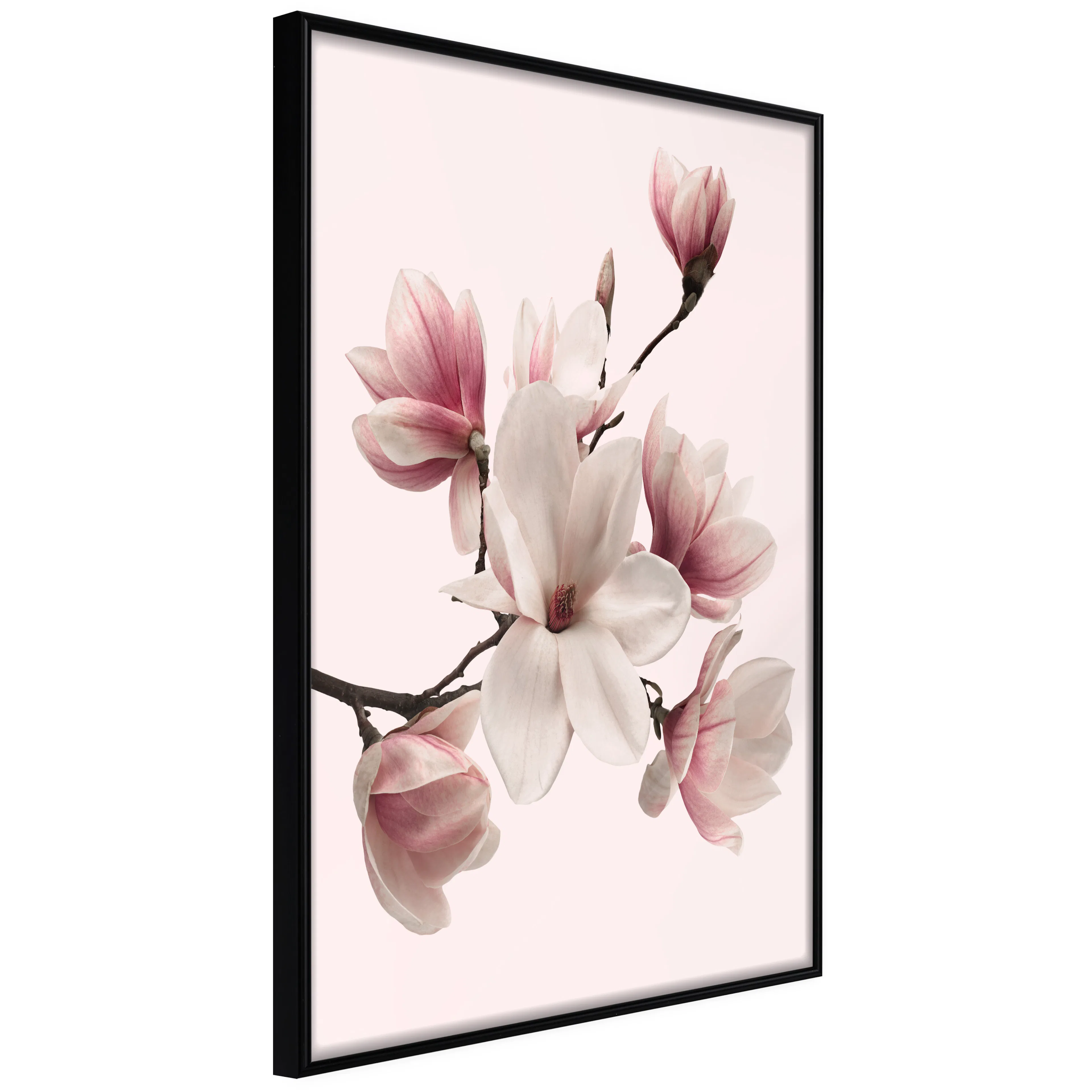 Affisch - Delicate Magnolias [Poster] 40x60 Svart ram, 40x60 cm