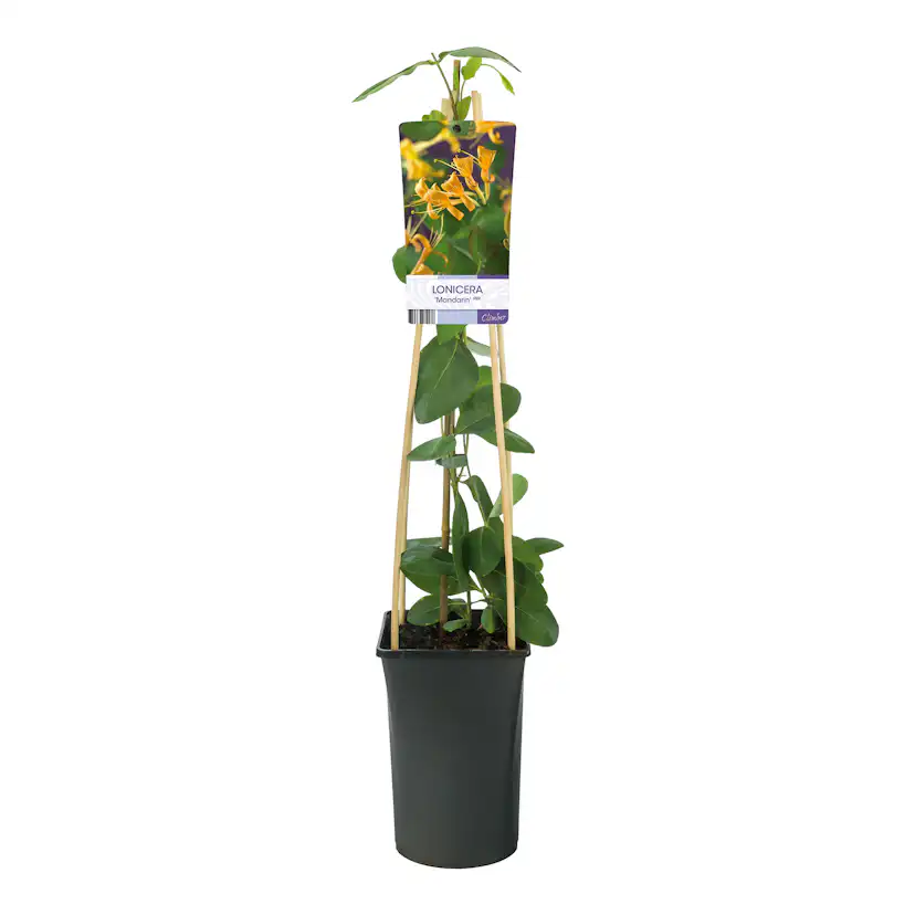 Klätterväxt Trädgårdskaprifol Omnia Garden Mandarin 40-60 cm