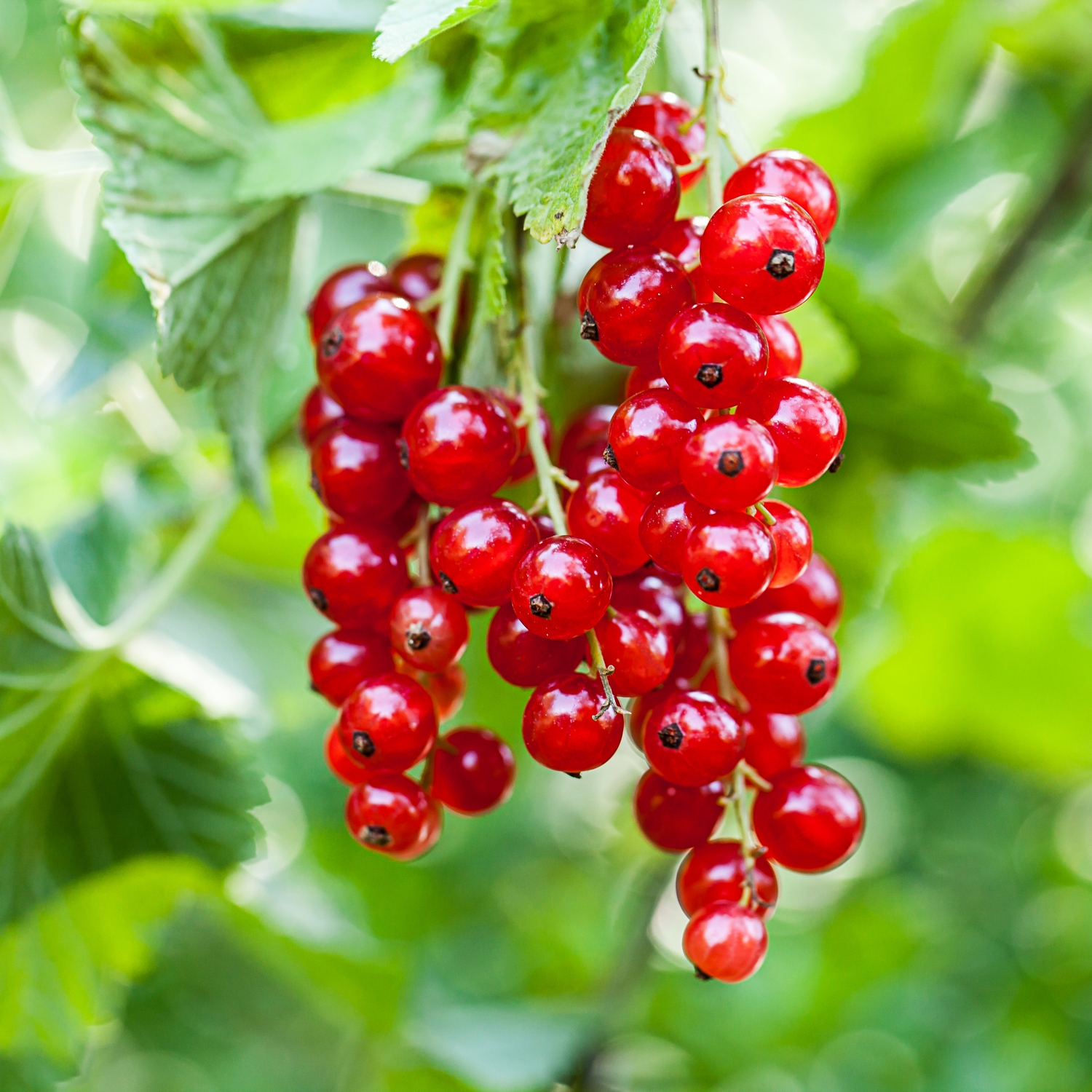 Buske Röda Vinbär Omnia Garden Rolan