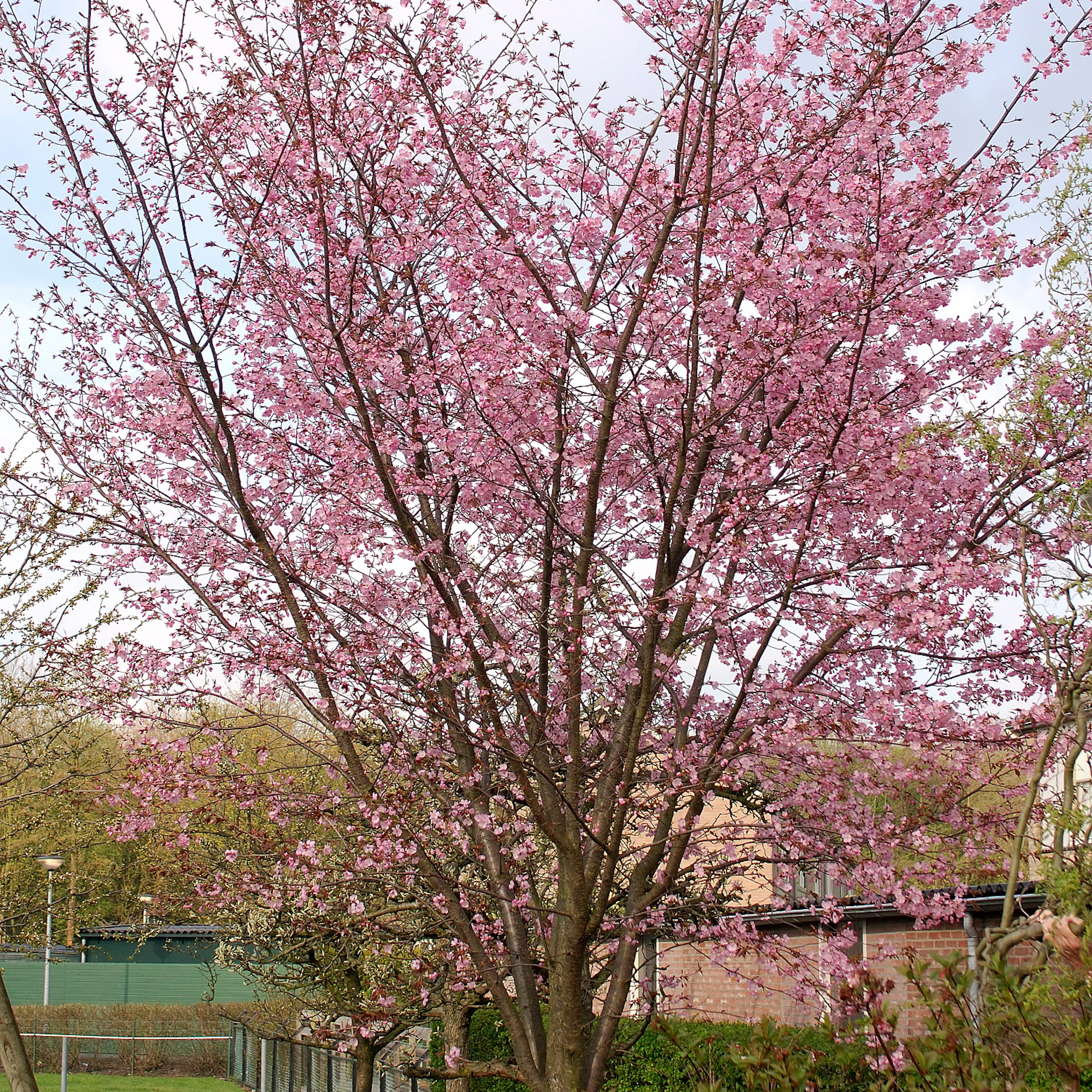 Bergkörsbär Omnia Garden Japanskt Prydnadsträd 300-400 cm, Rosa/Mörkröd Blomning, Alleträd, Högstamsträd