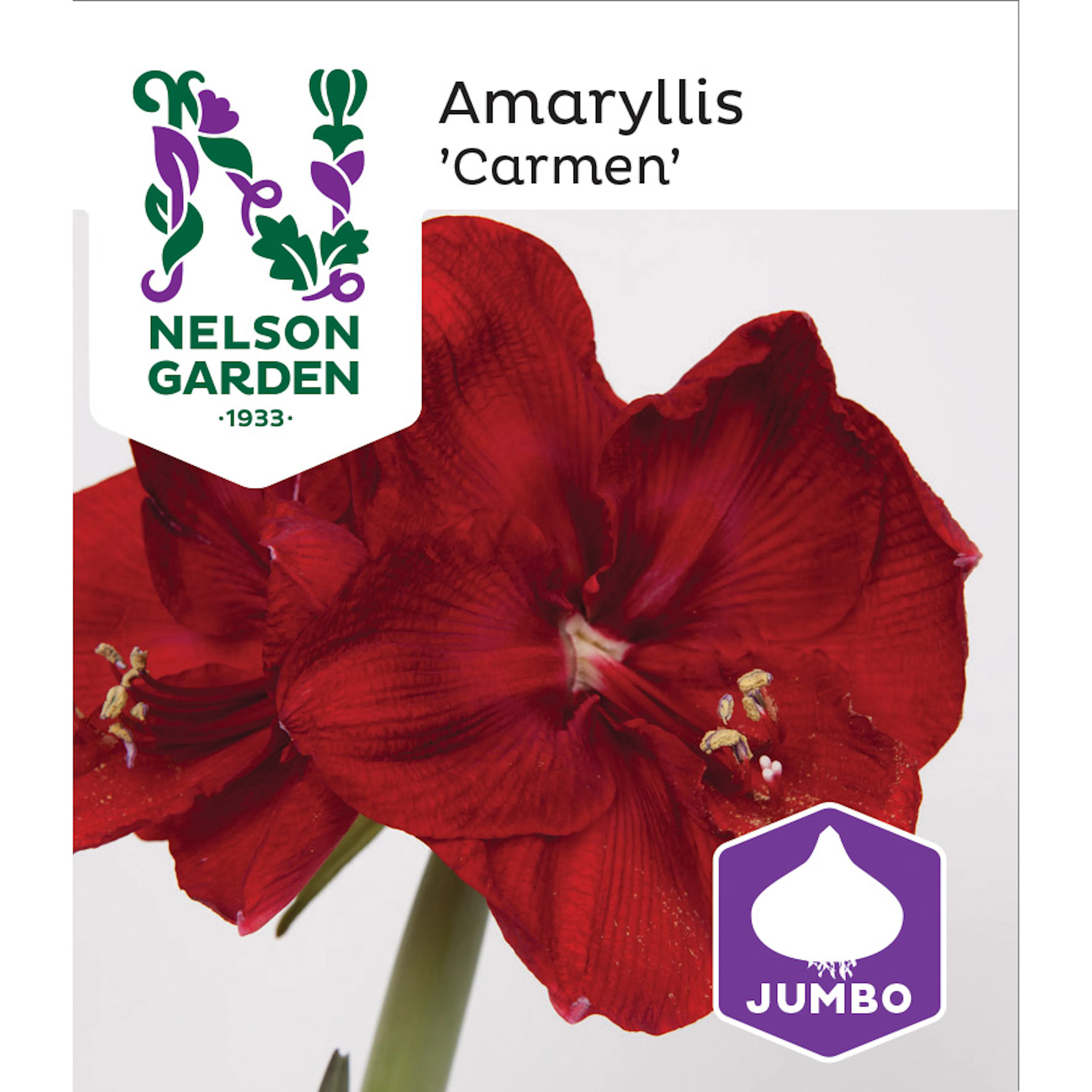 Amaryllis Jumbo Nelson Garden Carmen Mörk Röd