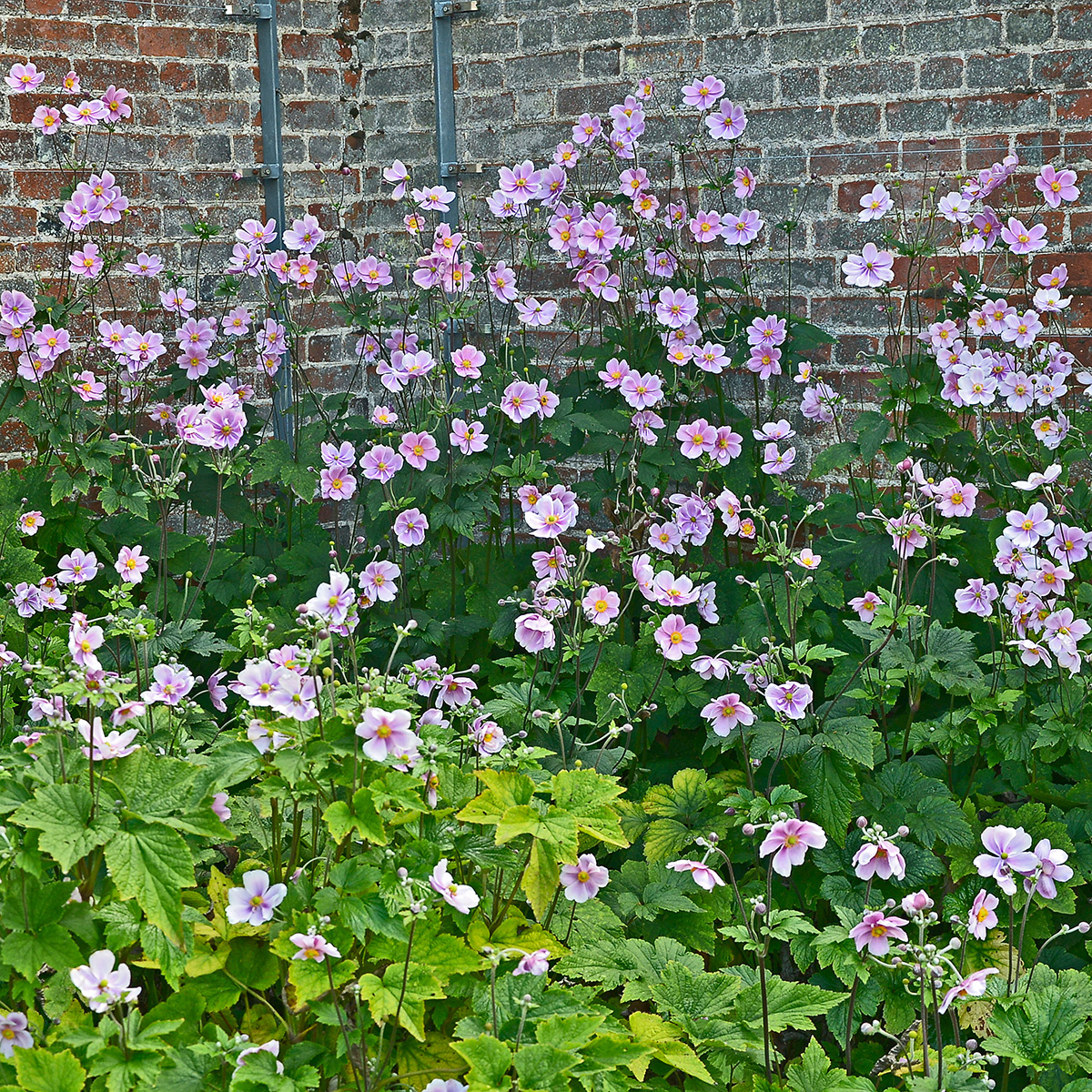 Prydnadsperenn Omnia Garden Höstanemon Robustissima