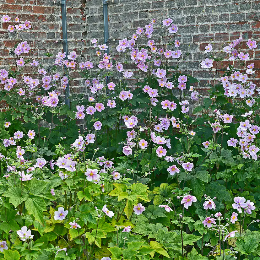 Prydnadsperenn Omnia Garden Höstanemon Robustissima