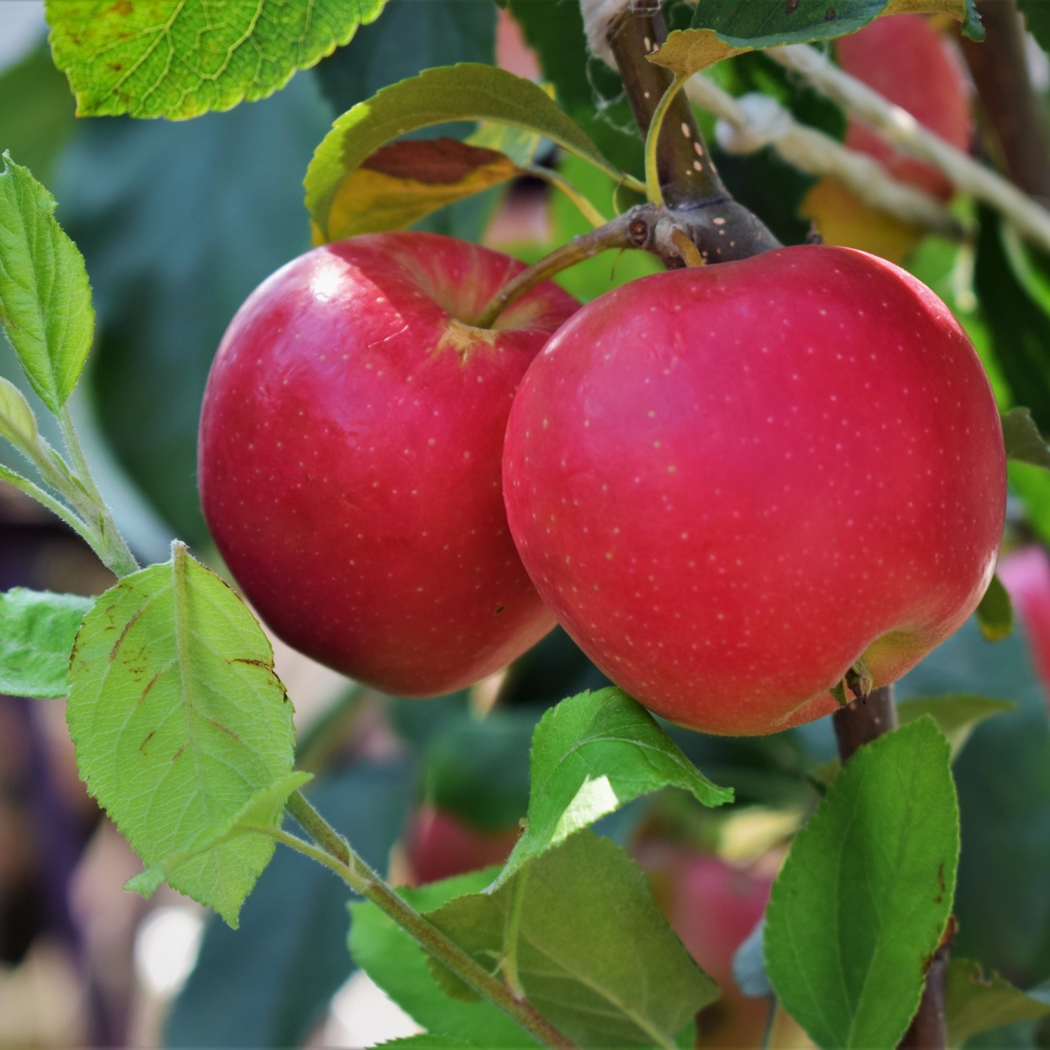 Äppelträd Omnia Garden Malus Domestica P.J. Bergius