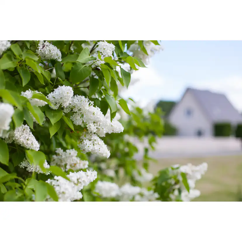 Buske Omnia Garden Syrén Vit 20-40 cm Krukodlade
