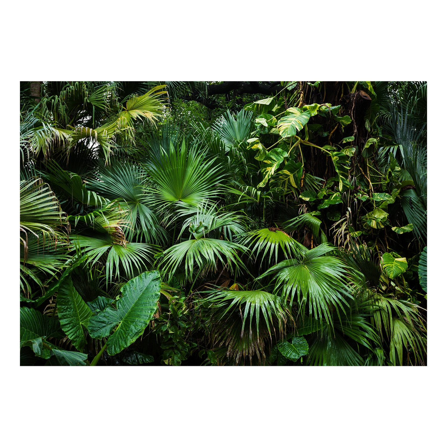 Fototapet Arkiio Självhäftande Sunny Jungle