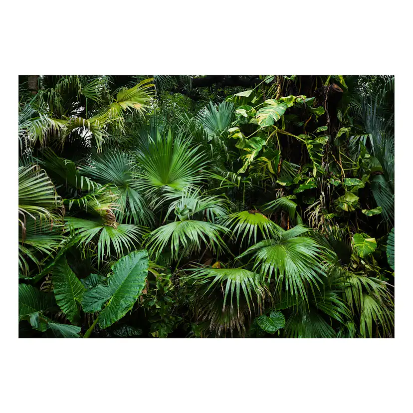 Fototapet Arkiio Självhäftande Sunny Jungle