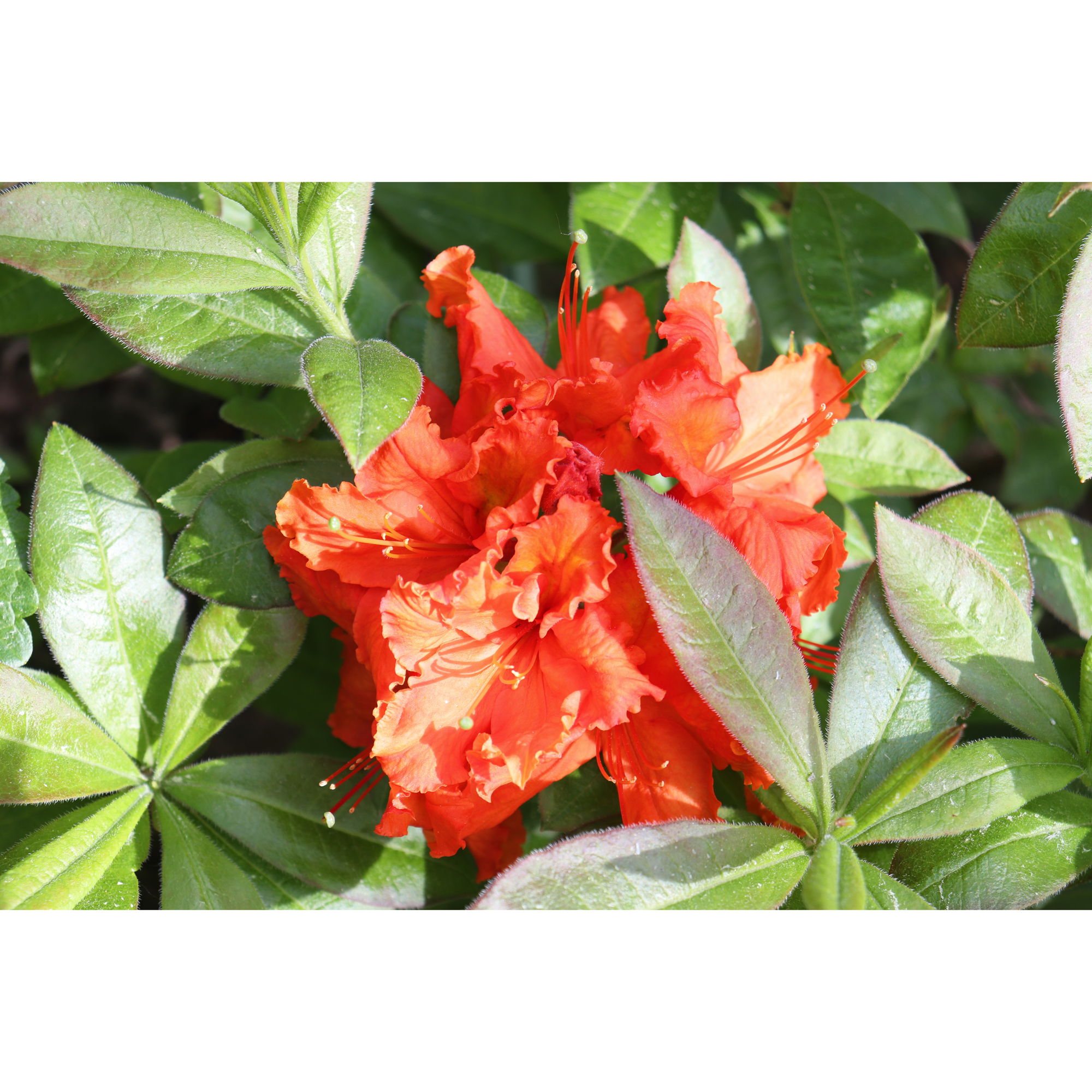 Rhododendron Azalea Omnia Garden Knaphill Gibraltar 30-40 cm