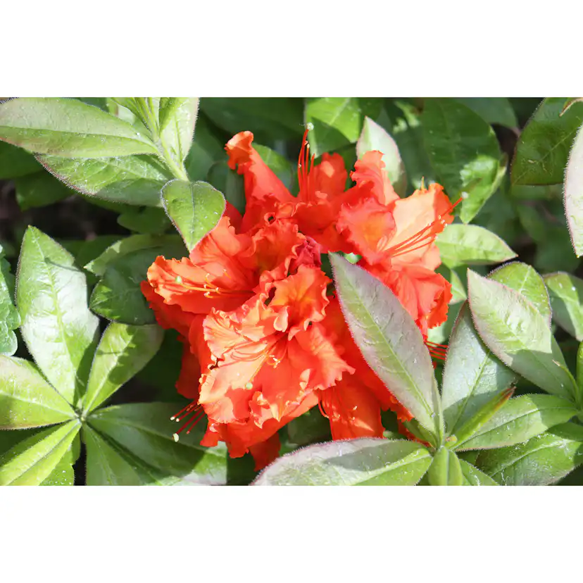 Rhododendron Azalea Omnia Garden Knaphill Gibraltar 30-40 cm