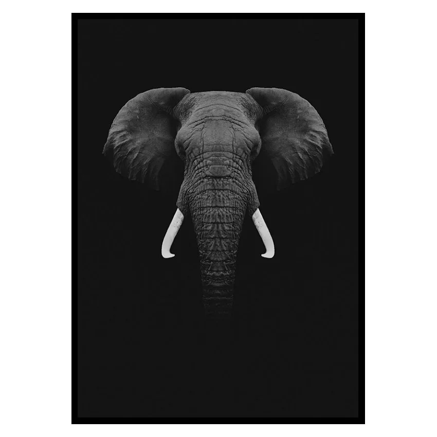 Poster Gallerix Black Elephant