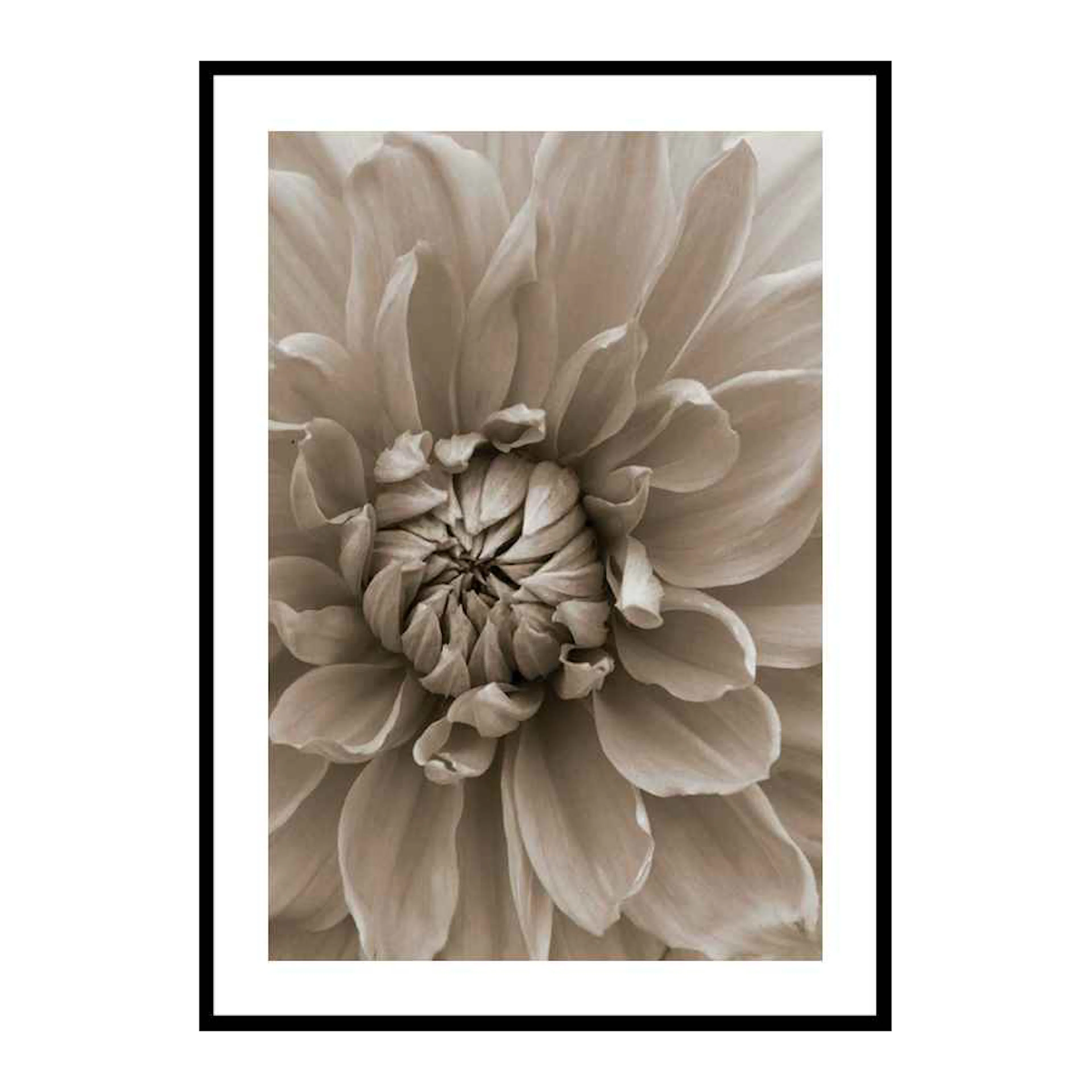 Autumn Dahlia 30x40 cm