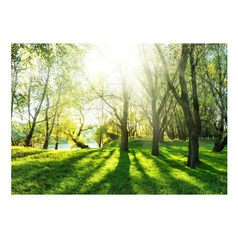Fototapet Arkiio Självhäftande Sunny May Day