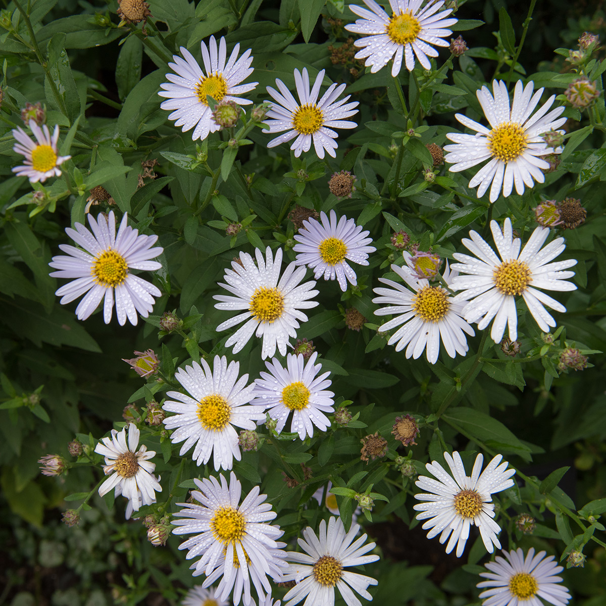 Prydnadsperenn Omnia Garden Fjäderaster Madiva