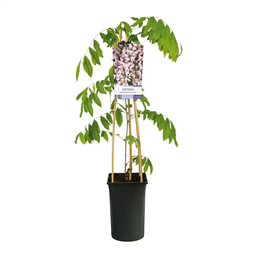 Klätterväxt Blåregn Omnia Garden Rosea 40-60 cm