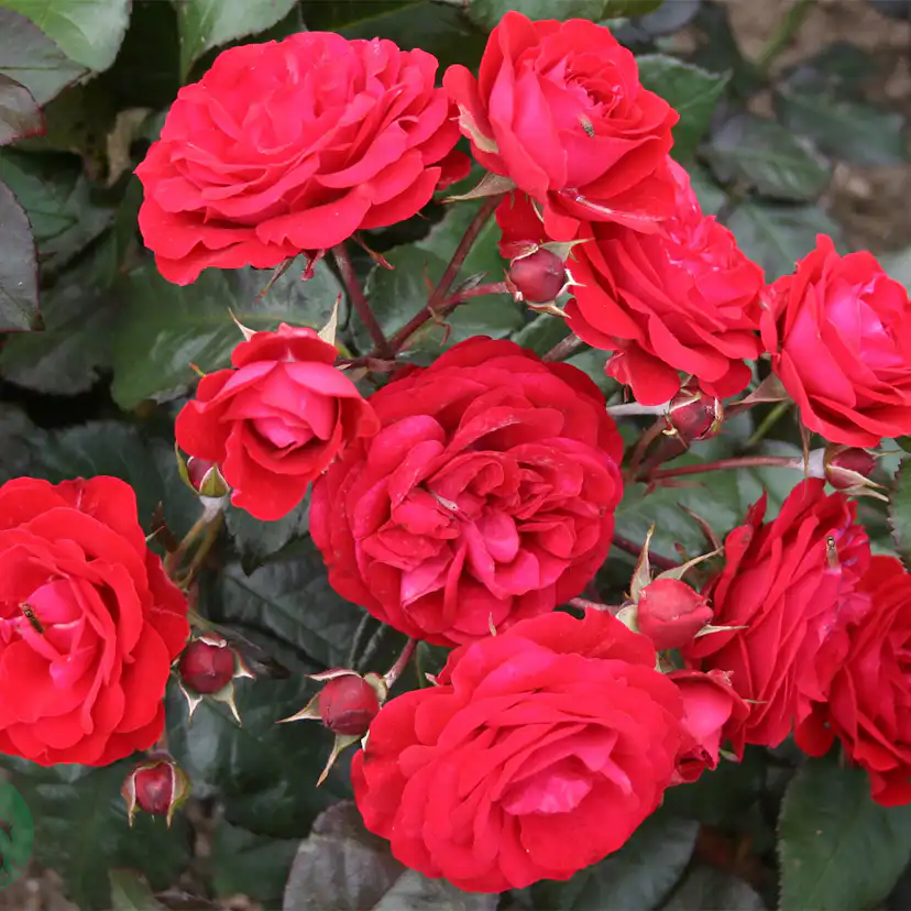 Flerblommig Rabattros Omnia Garden Europeana