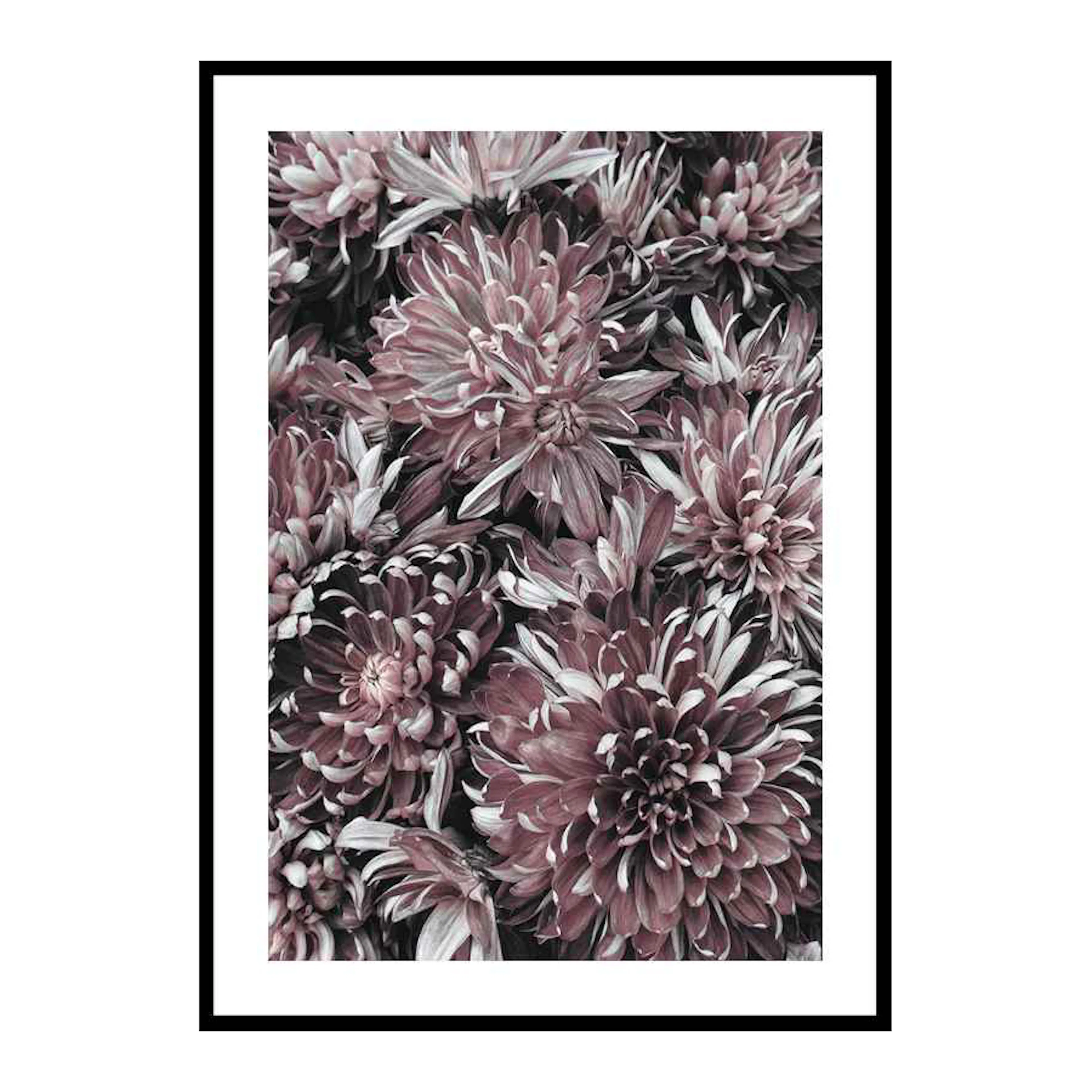 Dahlias 30x40 cm