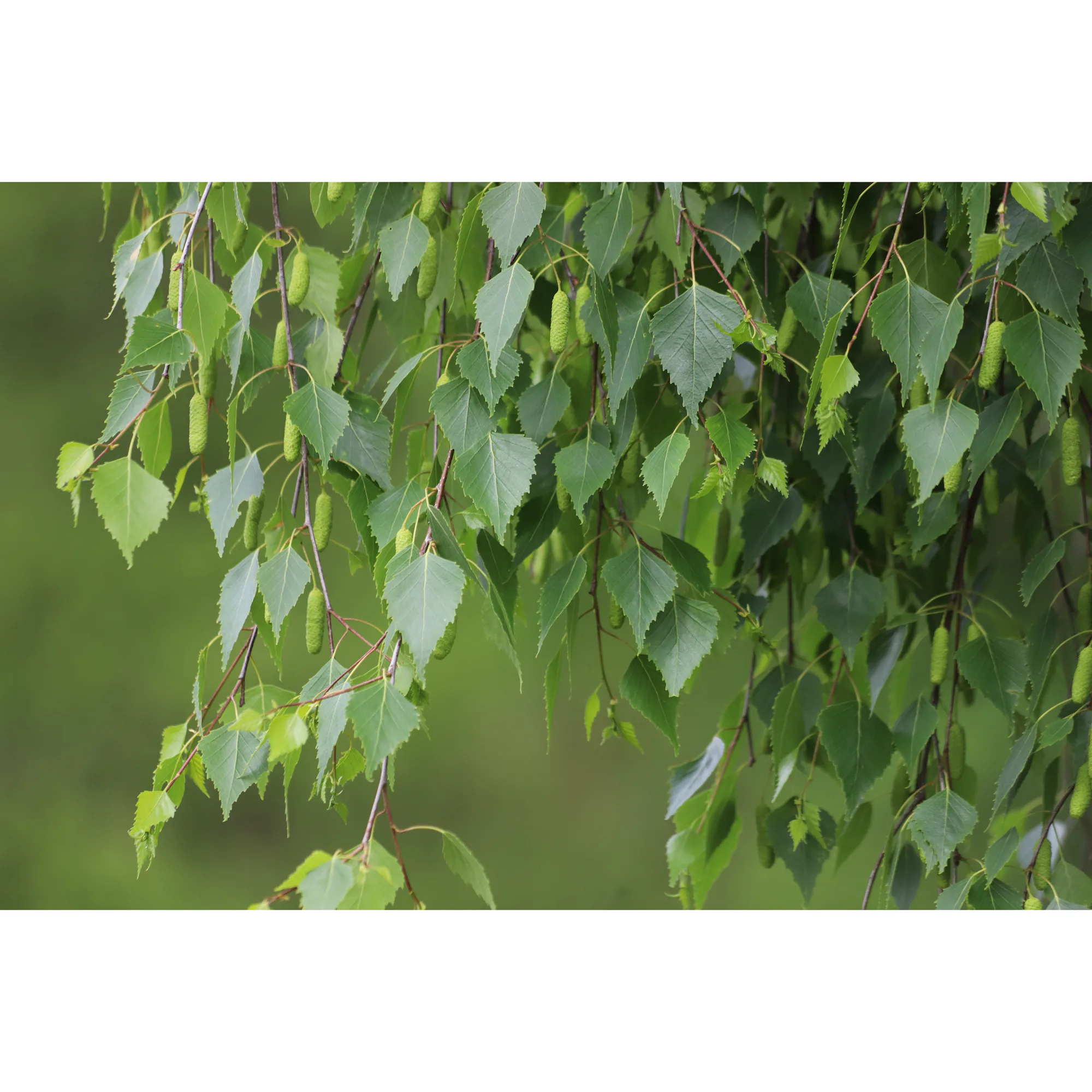 Högstamsträd Omnia Garden Vårtbjörk, Alléträd 300-400 cm för Trädgård & Utemiljö