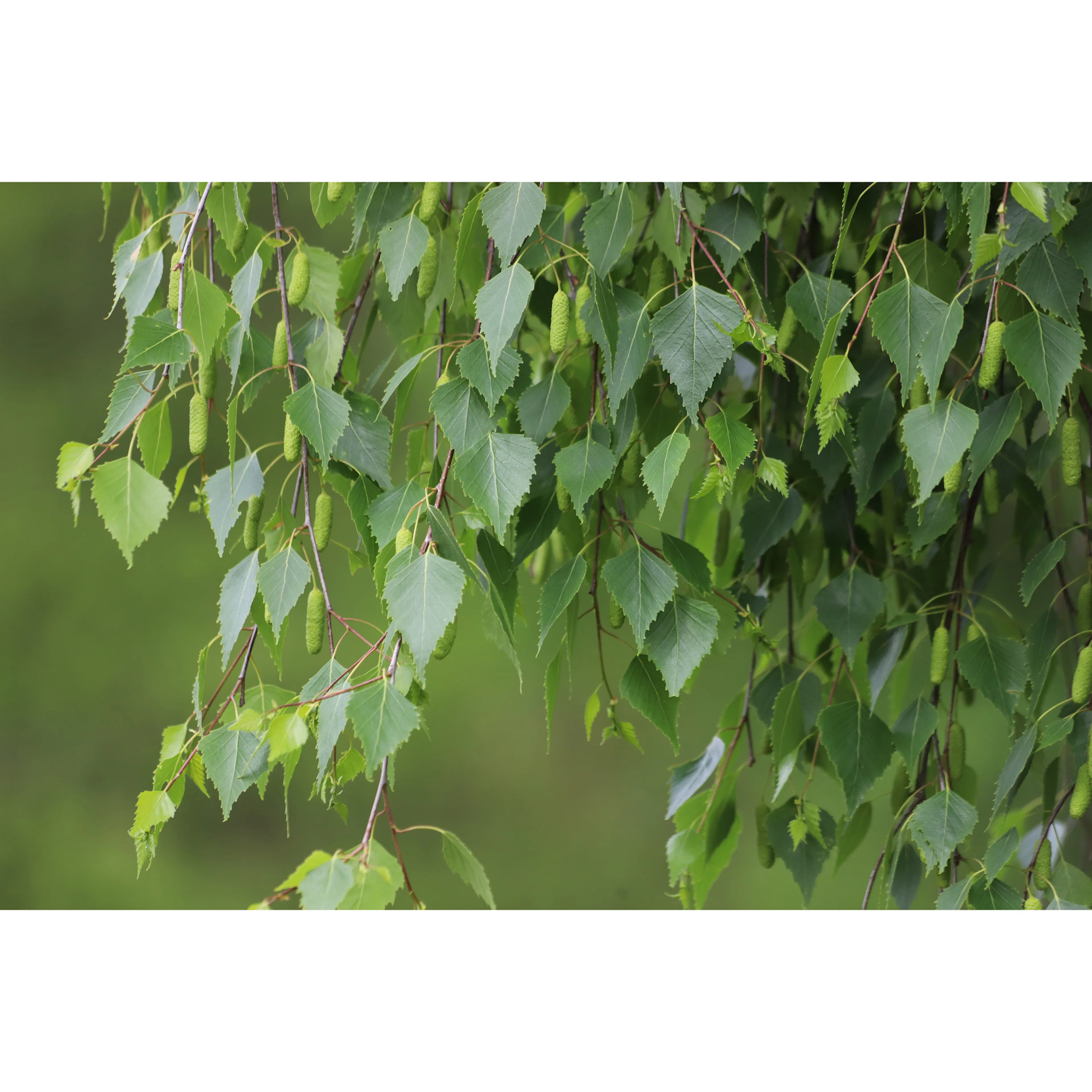 Högstamsträd Omnia Garden Vårtbjörk, Alléträd 300-400 cm för Trädgård & Utemiljö