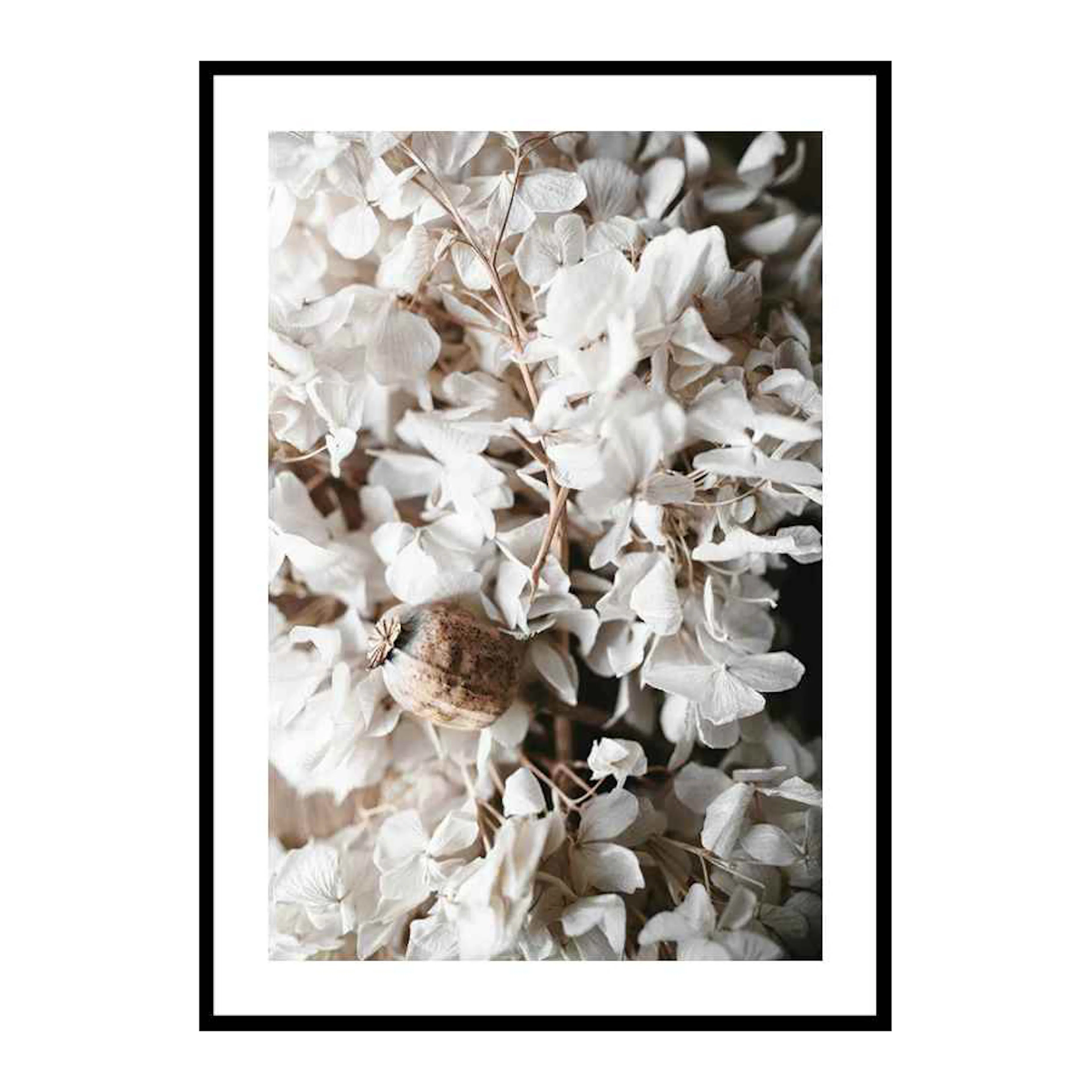 White Hydrangeas 30x40 cm