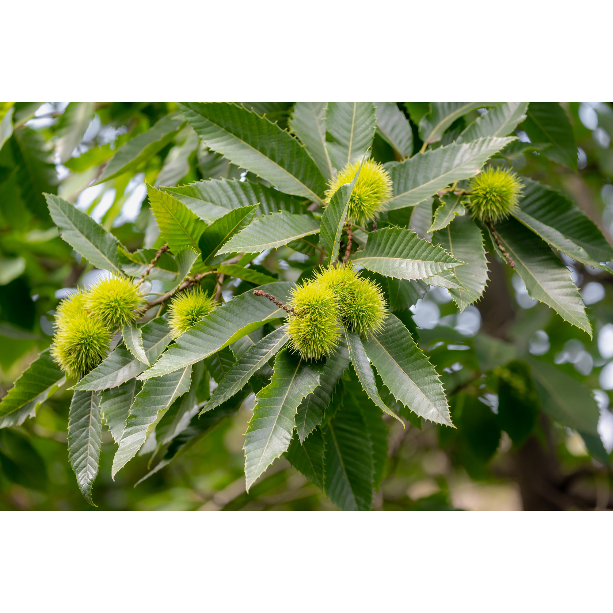 Äkta Kastanj Omnia Garden Castanea Sativa Högstam