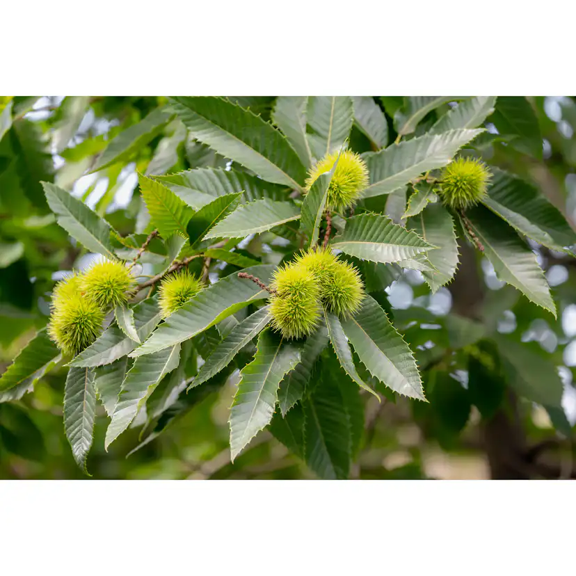 Äkta Kastanj Omnia Garden Castanea Sativa Högstam