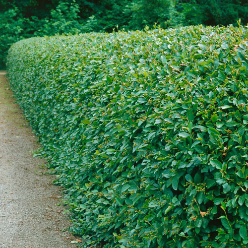 Häckoxbär Omnia Garden Krukodlade