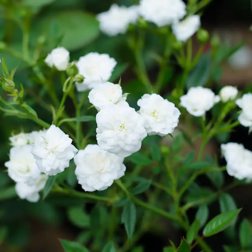 Ros Omnia Garden Marktäckande White Fairy