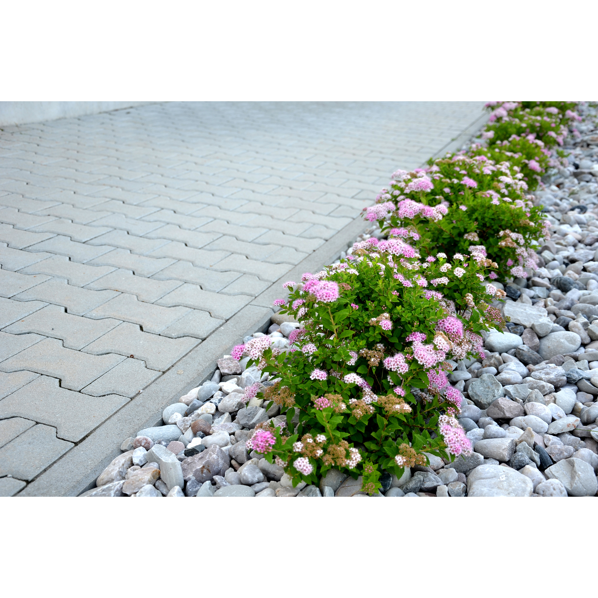 Häck Omnia Garden Dvärgpraktspirea 10-20cm Krukodlade