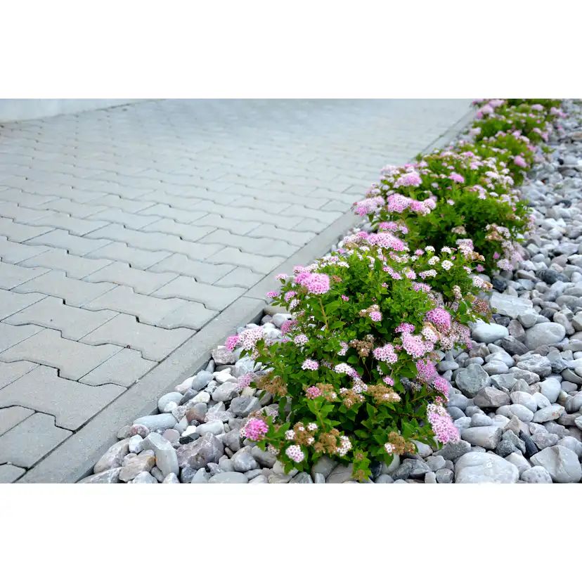 Häck Omnia Garden Dvärgpraktspirea 10-20cm Krukodlade