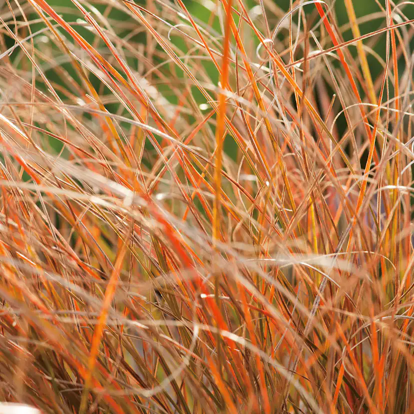 Prydnadsgräs Omnia Garden Brandstarr Prairie Fire