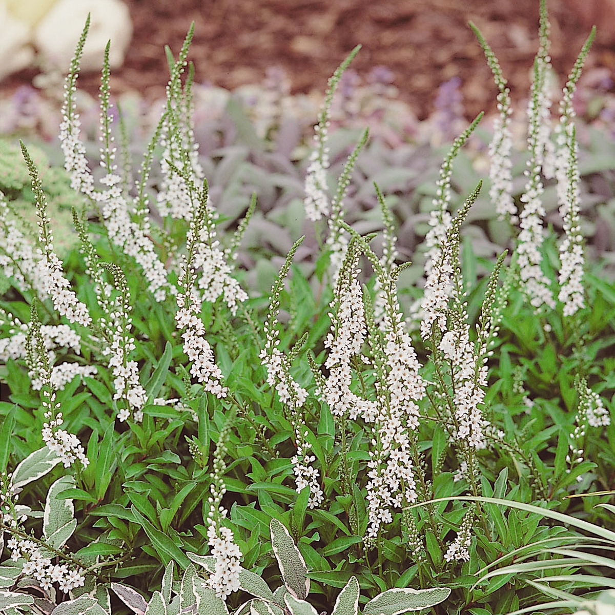 Perenn Omnia Garden Bäcklysing Autumn Snow