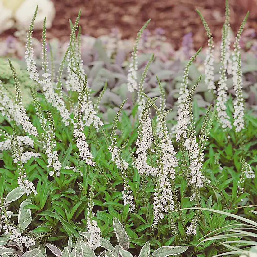 Perenn Omnia Garden Bäcklysing Autumn Snow