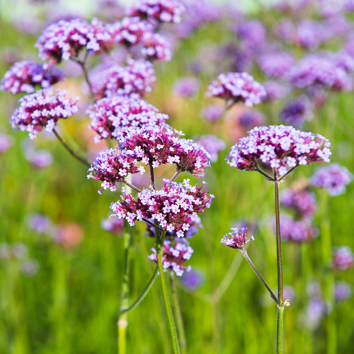Prydnadsperenn Omnia Garden Jätteverbena