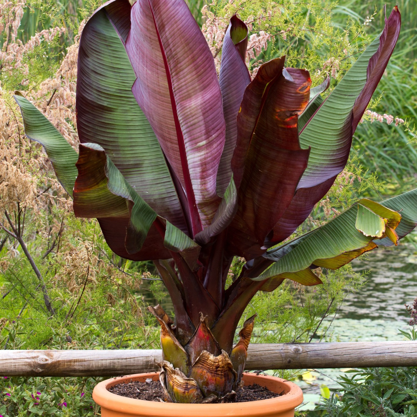 Prydnadsväxt Omnia Garden Röd Banan Ensete Ventricosum Maurelli