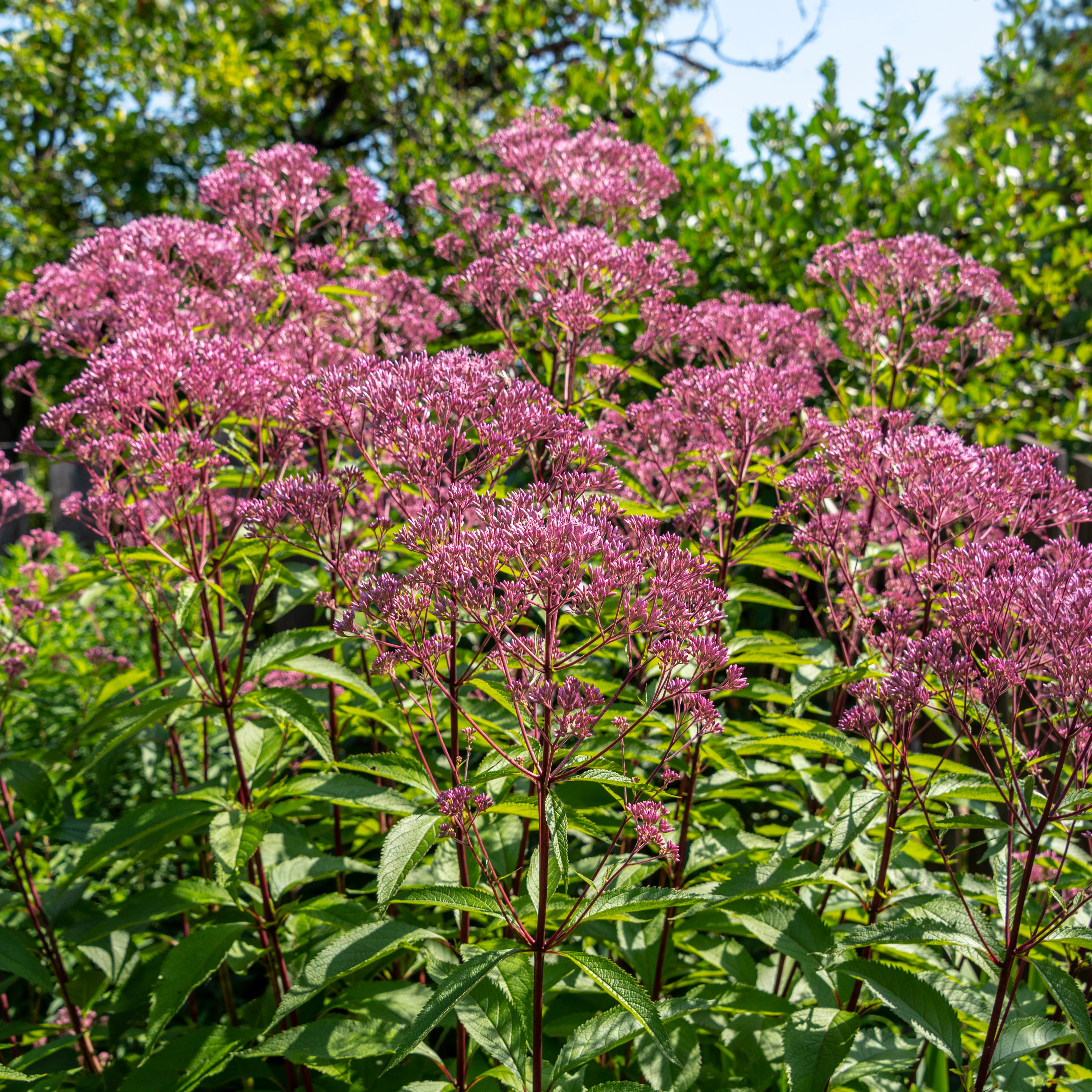 Buske Omnia Garden Ölandstok Pink Beauty