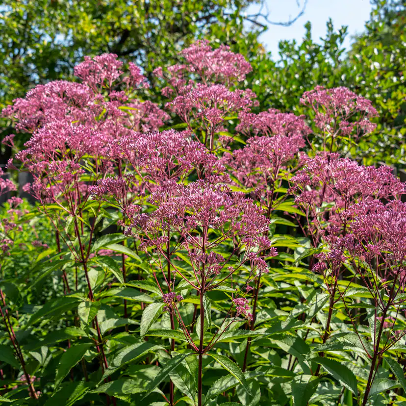 Buske Omnia Garden Ölandstok Pink Beauty