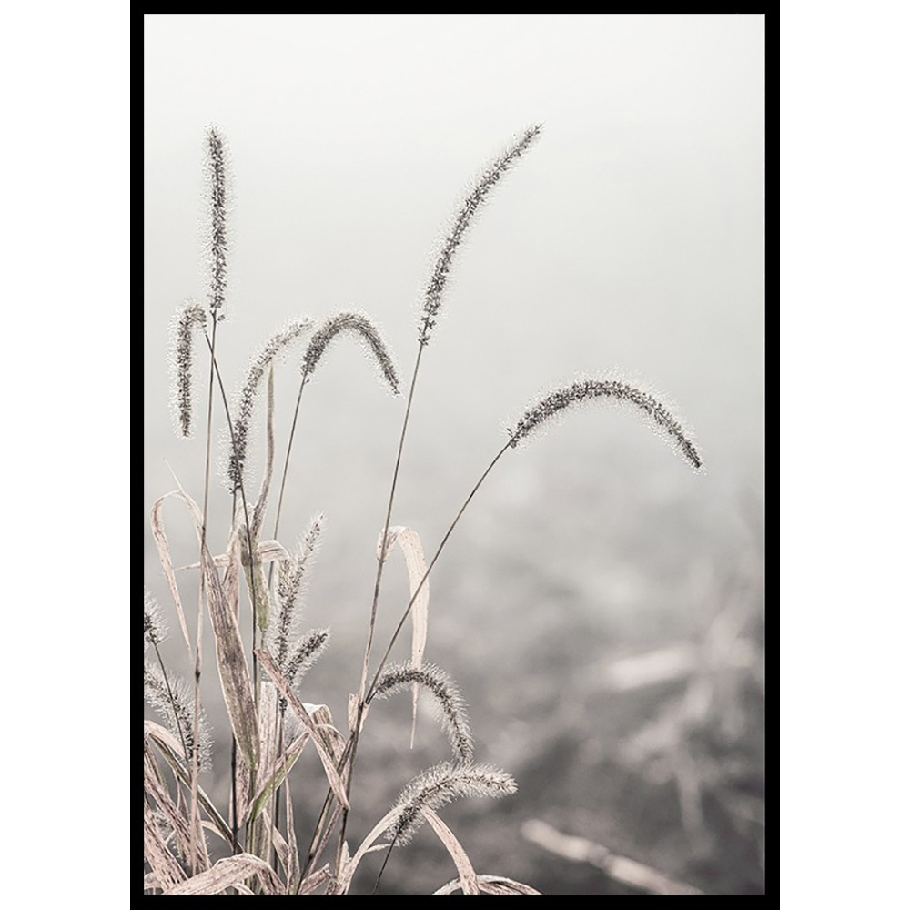 Poster Gallerix Grass Plants
