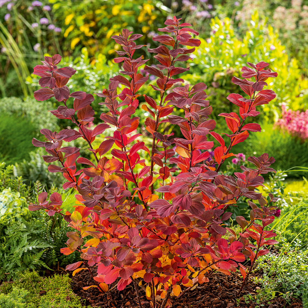 Häck Omnia Garden Björkspirea Tor E