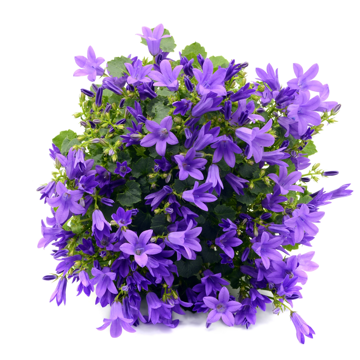 Perenn Omnia Garden Stjärnklocka Stella
