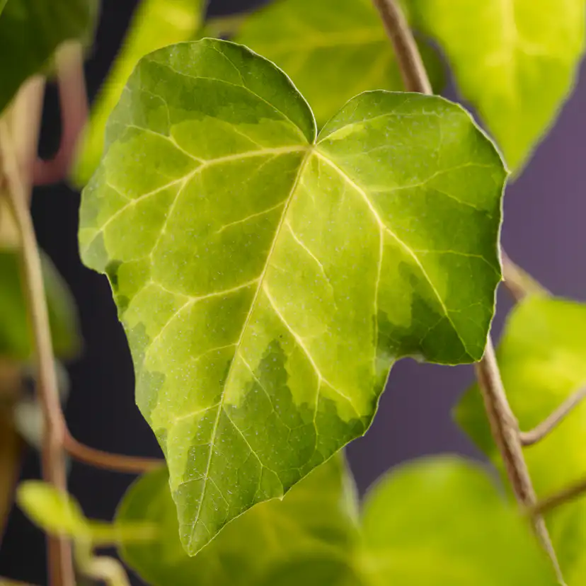 Klätterväxt Kaukasisk Murgröna Omnia Garden Sulphur Heart 40-60 cm