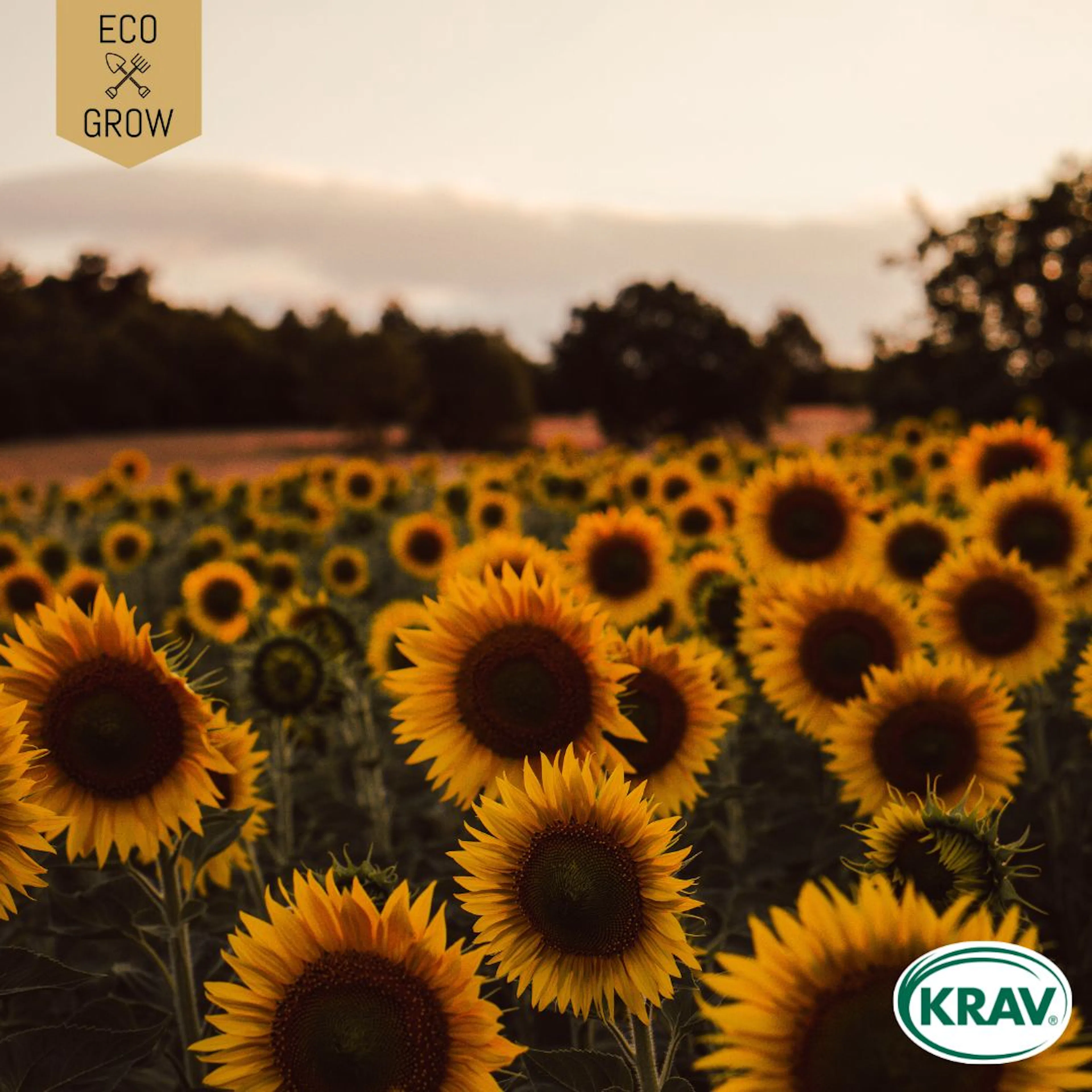 Fröpåse Eco Grow Solros Helianthus Annuus