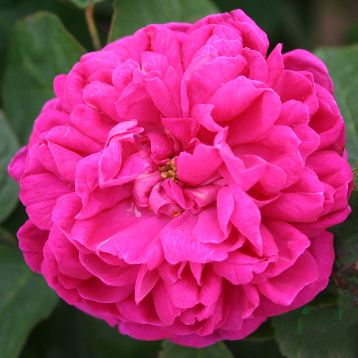 Storblommig Buskros Omnia Garden Rose de Rescht