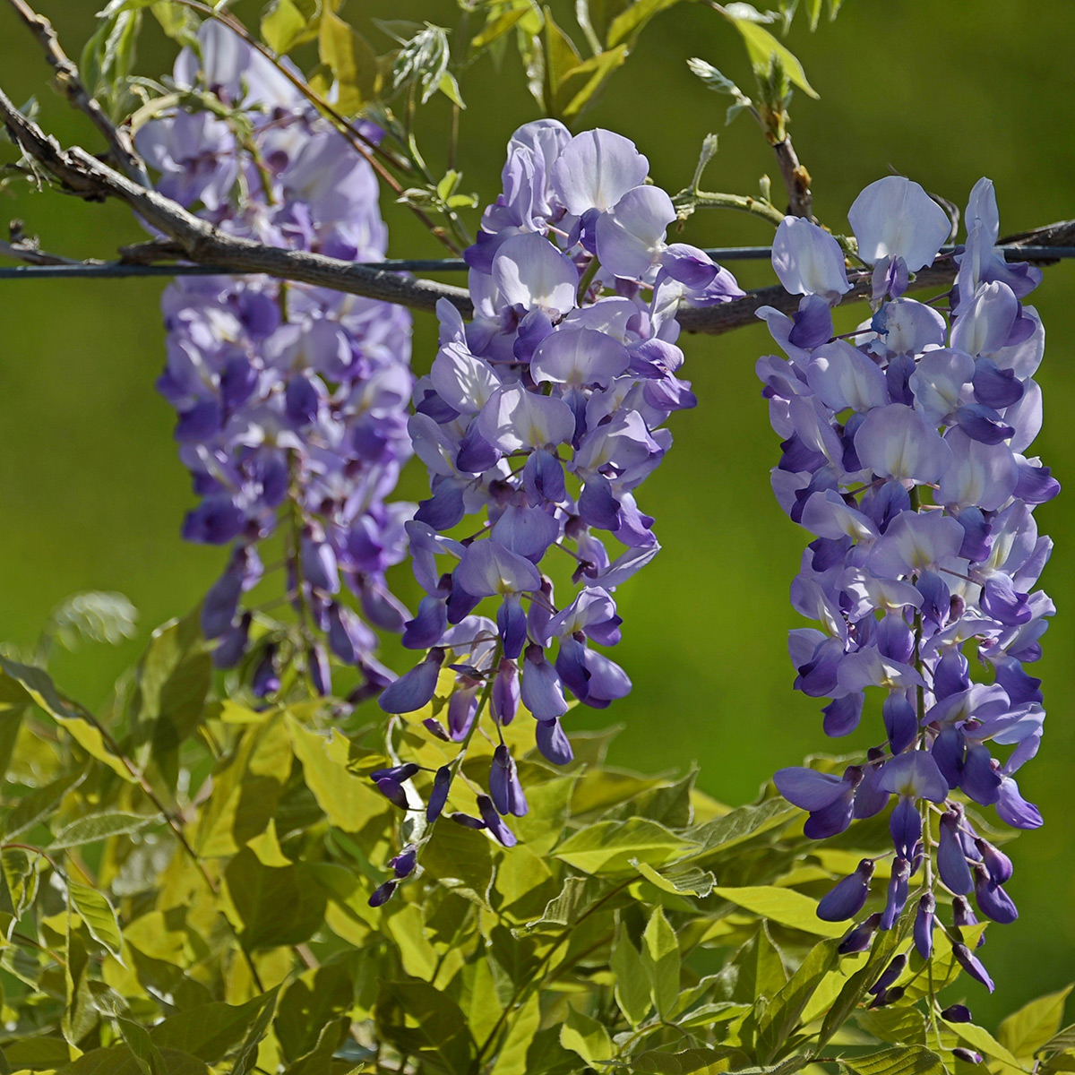 Klätterväxt Omnia Garden Blåregn Japansk