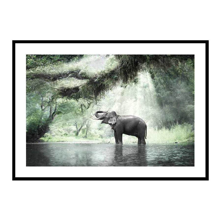 Poster Gallerix Elephant In Sunlight