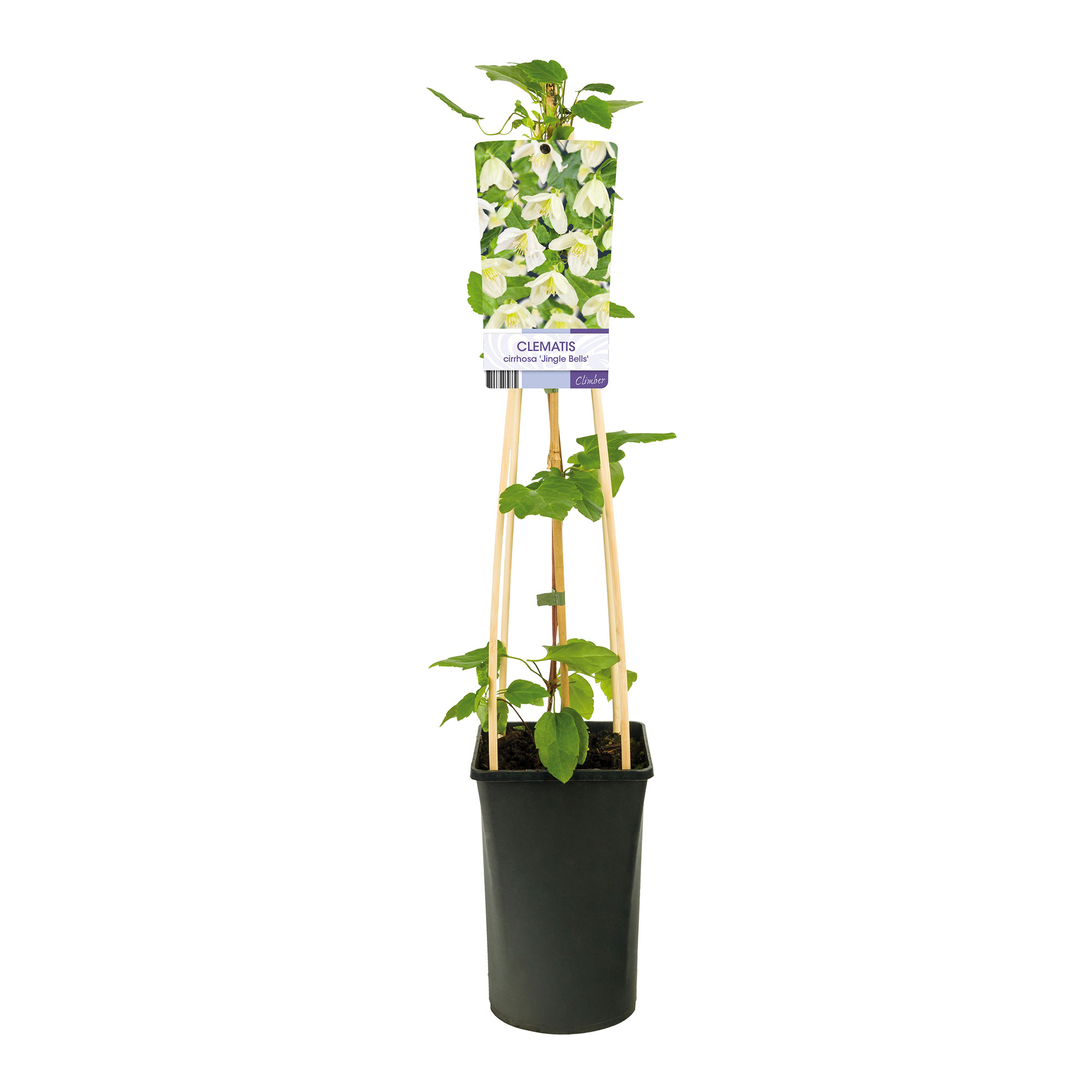 Klätterväxt Vintergrön Klematis Omnia Garden Jingle Bells 40-60 cm