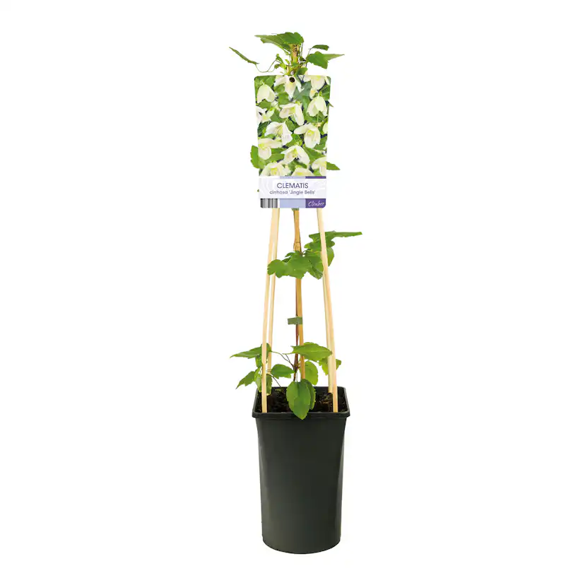 Klätterväxt Vintergrön Klematis Omnia Garden Jingle Bells 40-60 cm